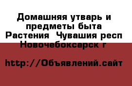 Домашняя утварь и предметы быта Растения. Чувашия респ.,Новочебоксарск г.